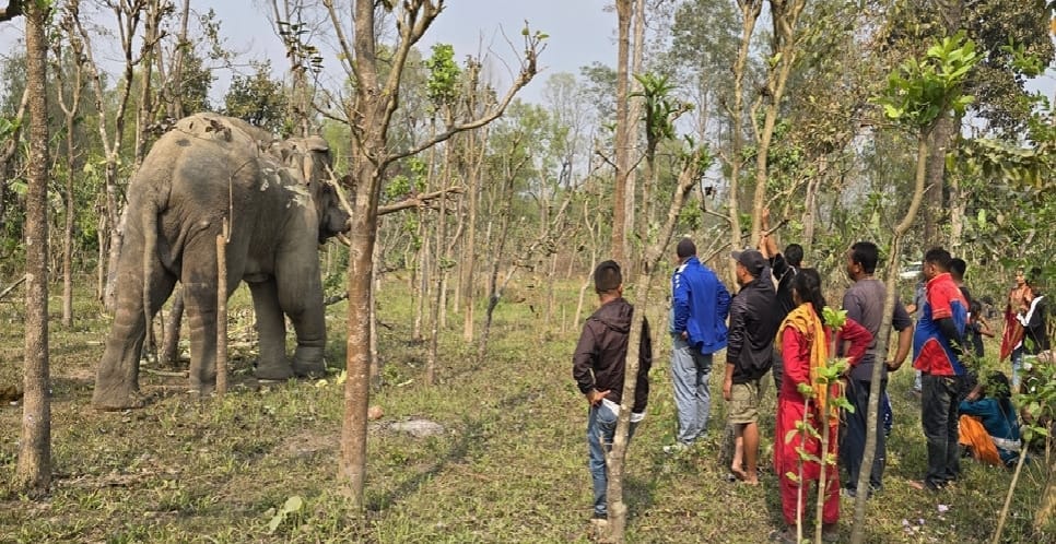 Nepal: Six-year-old girl killed in elephant attack