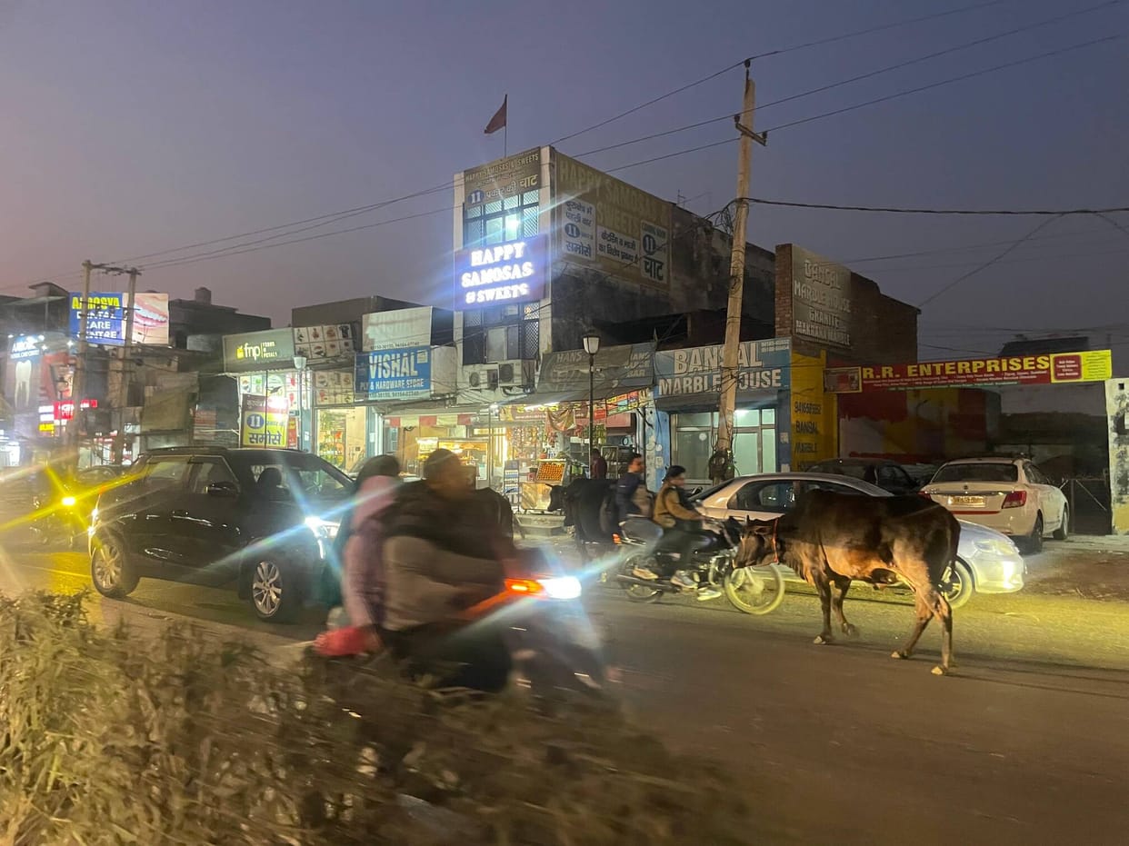 Stray cattle roaming on the road are a threat to people