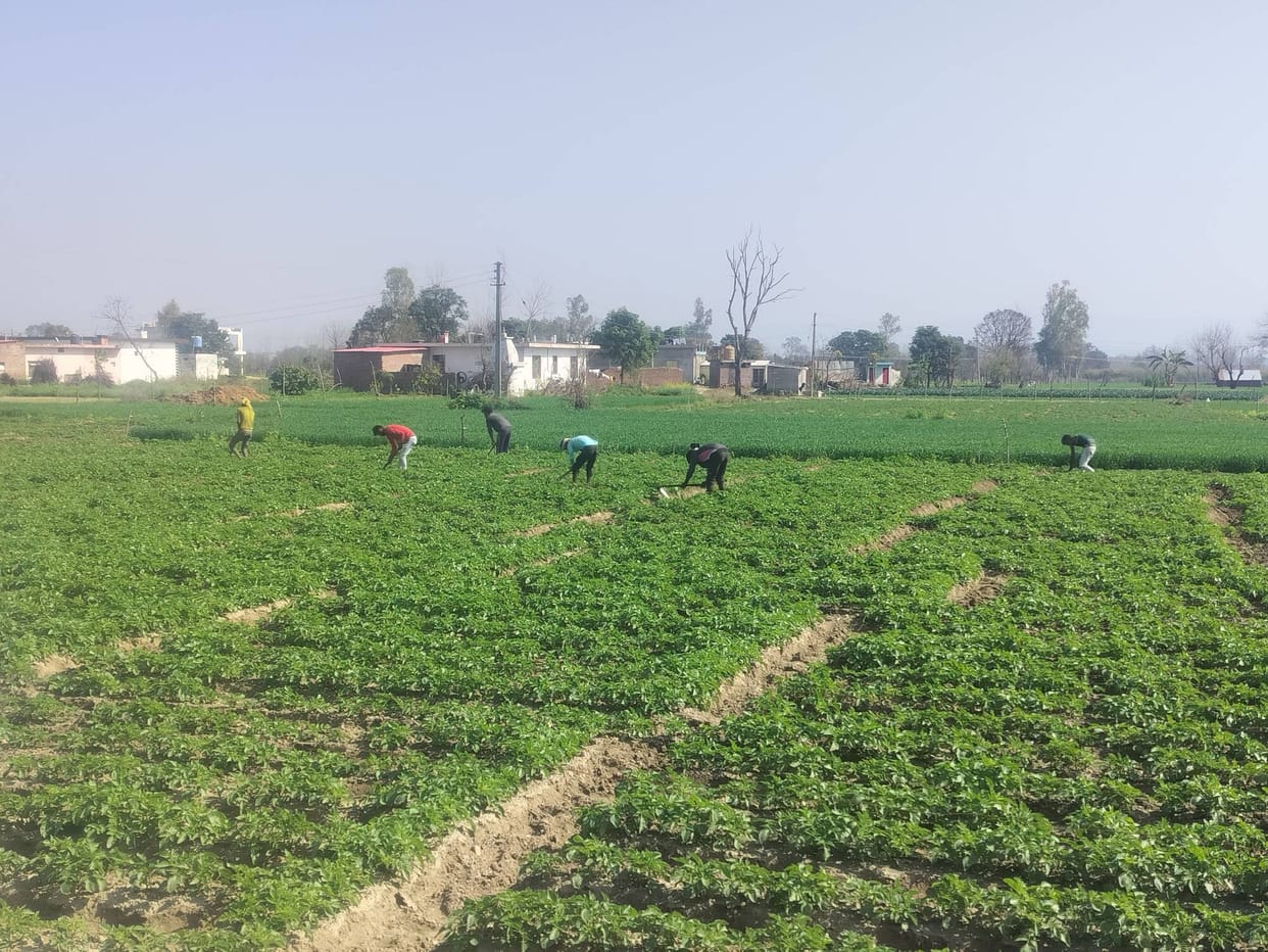 Farmers busy weeding potato crops