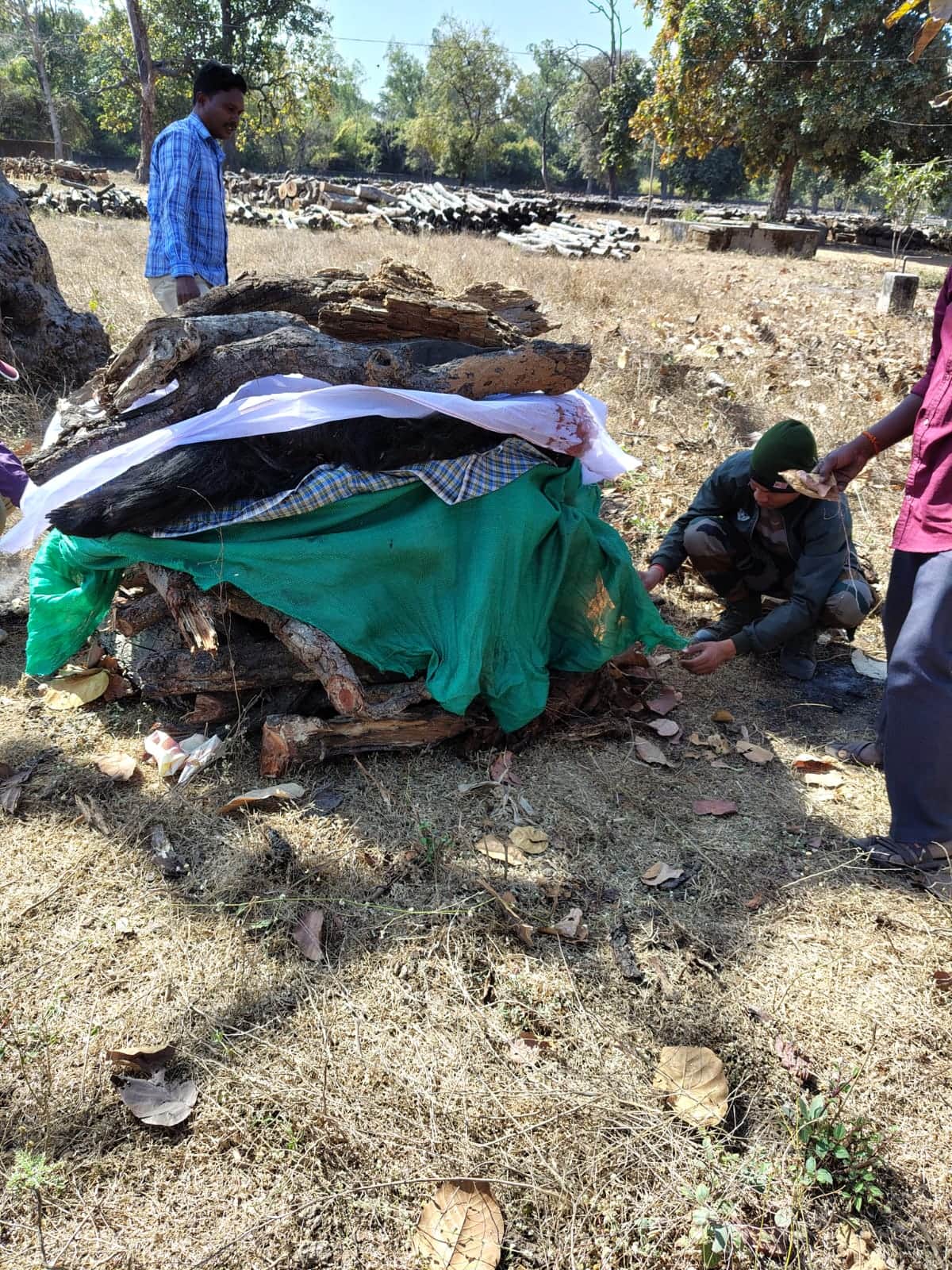 जंगली भालू की मौत