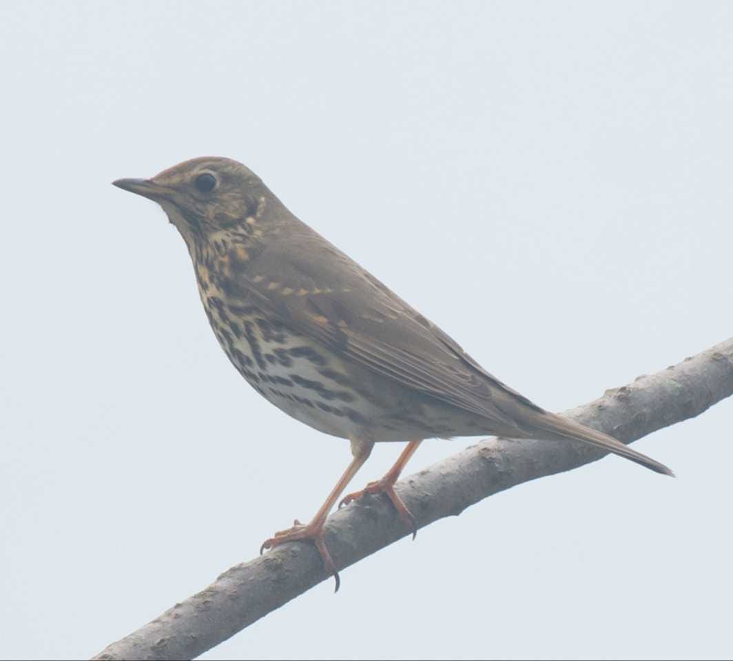 Rare Song Thrush bird spotted for the first time in Pong Lake