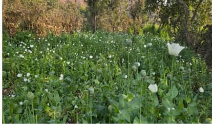Sirohi News: Ganja and Opium Cultivated Amid Fennel Crop, Over 58 Quintals of Plants Seized