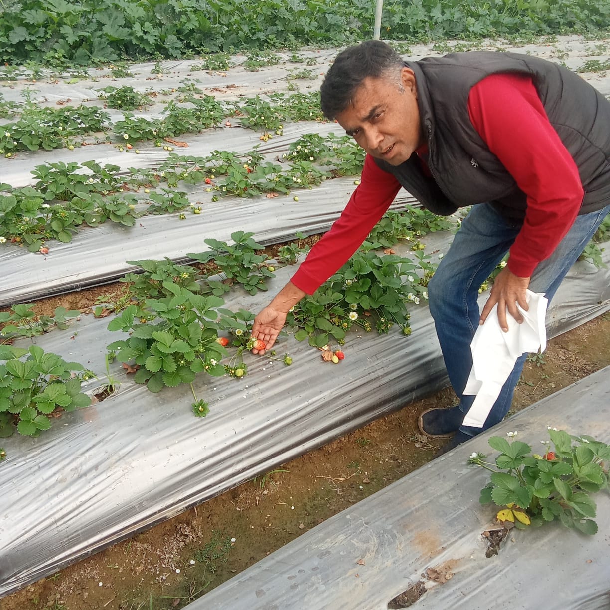 Winter Dawn strawberries are changing the fortunes of farmers.