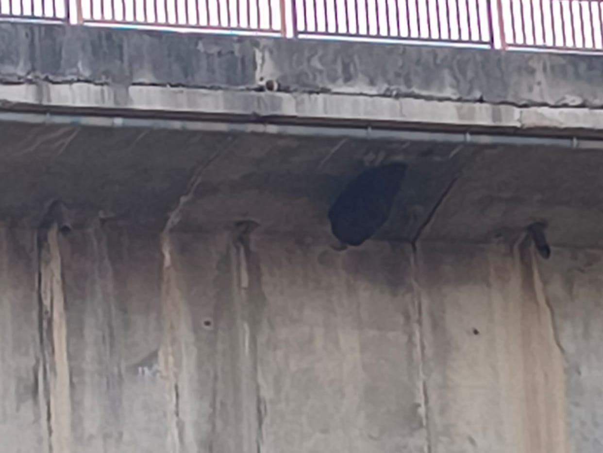 13 people injured in a bee attack.