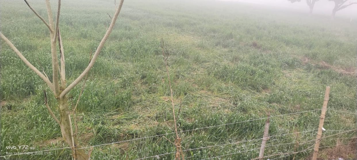 Nepali elephants rampage across Sharda, 35 elephants trample five acres of crops
