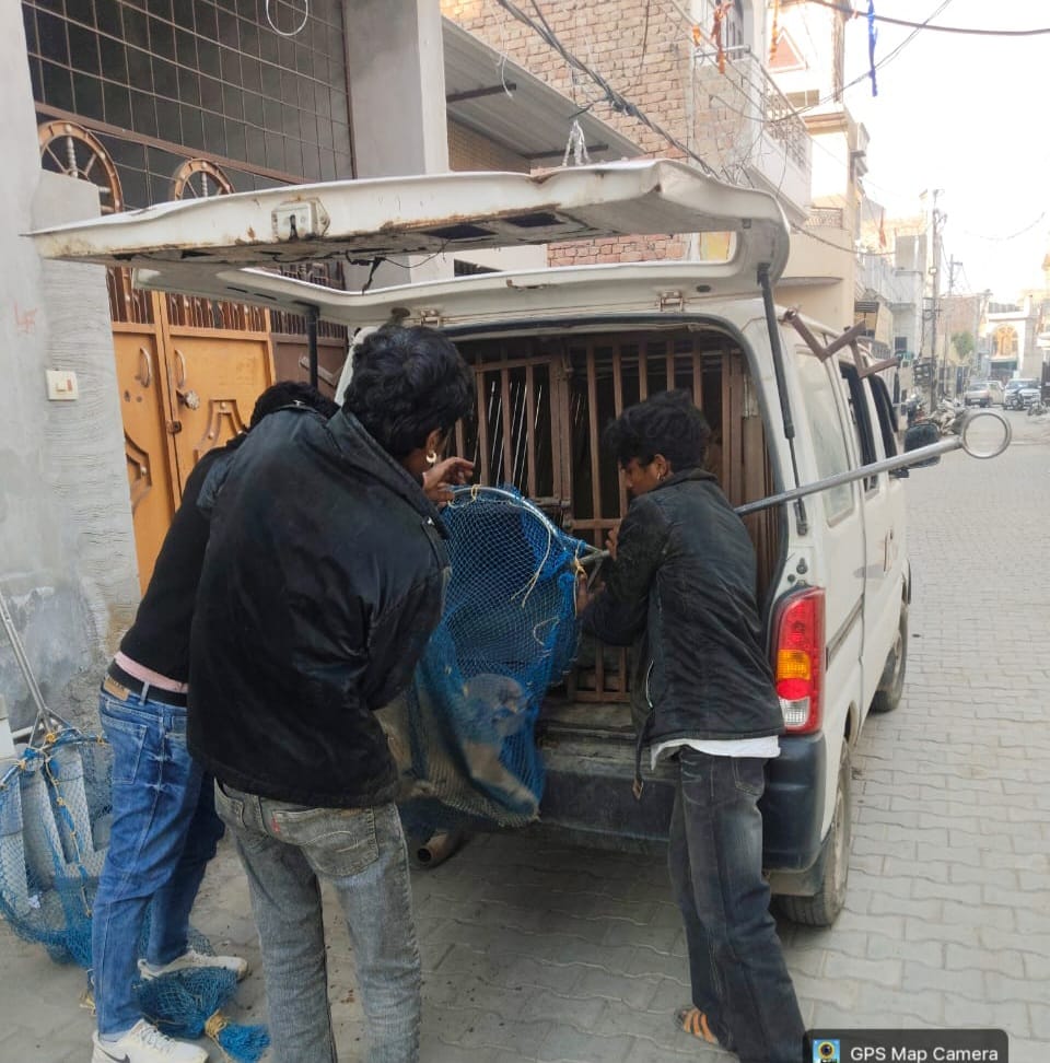 45 stray dogs were caught and sent to the dog shelter home