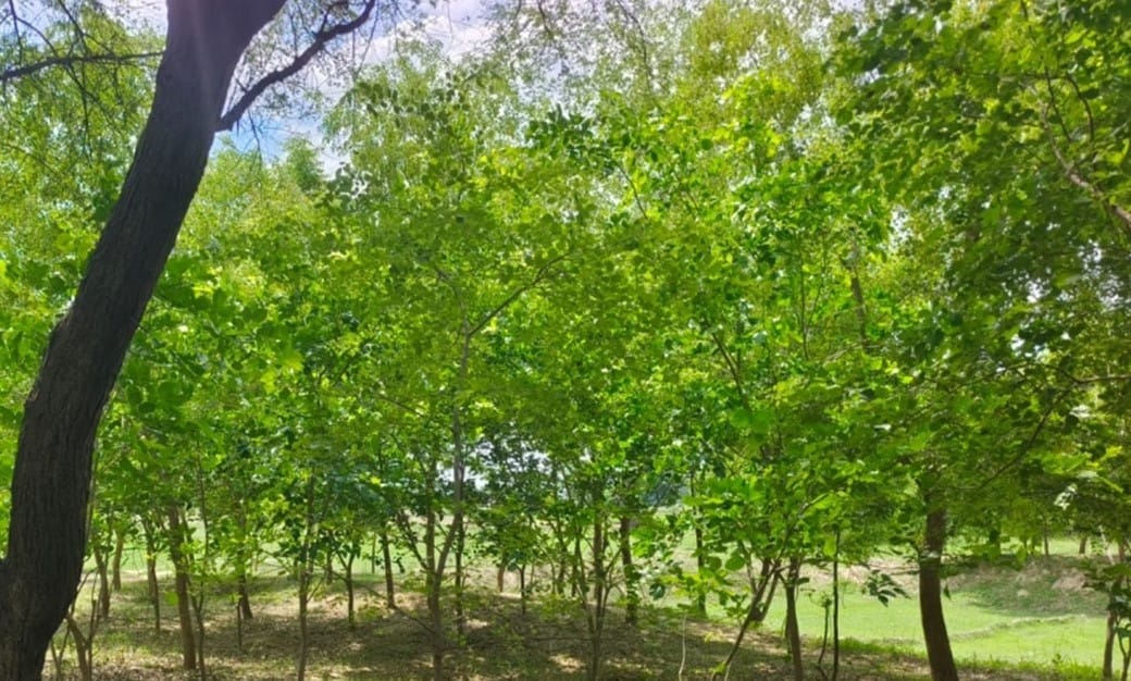 Forest area remains zero, greenery increases by 5.22 percent