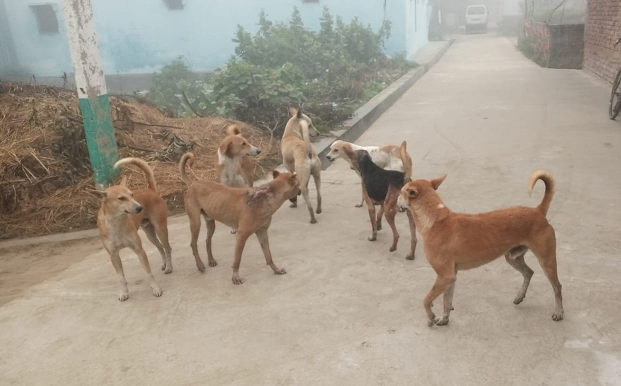 In four days, a dog injured 16 people by biting them.