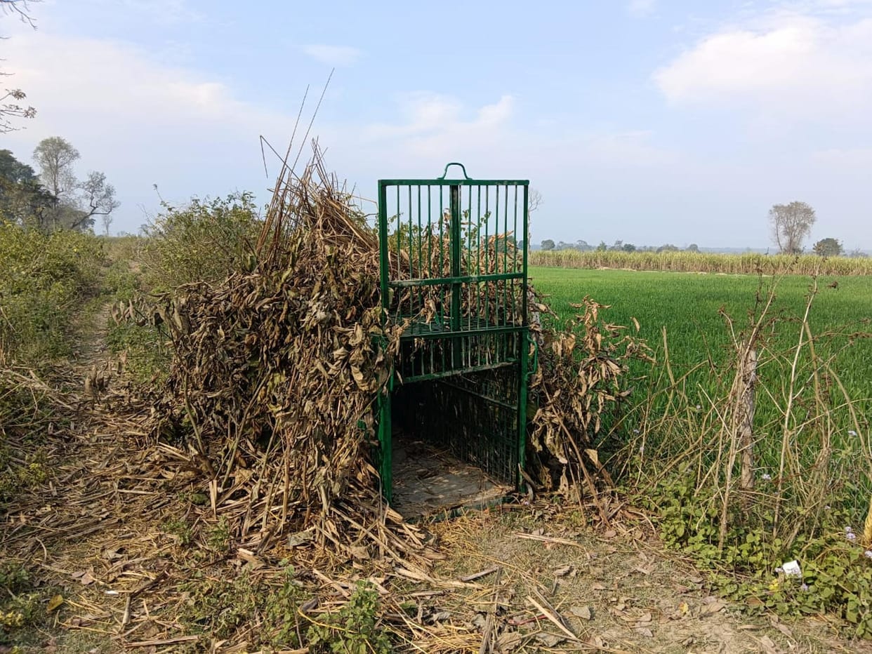 Hope in cage, village in terror, forest department in struggle to catch leopard