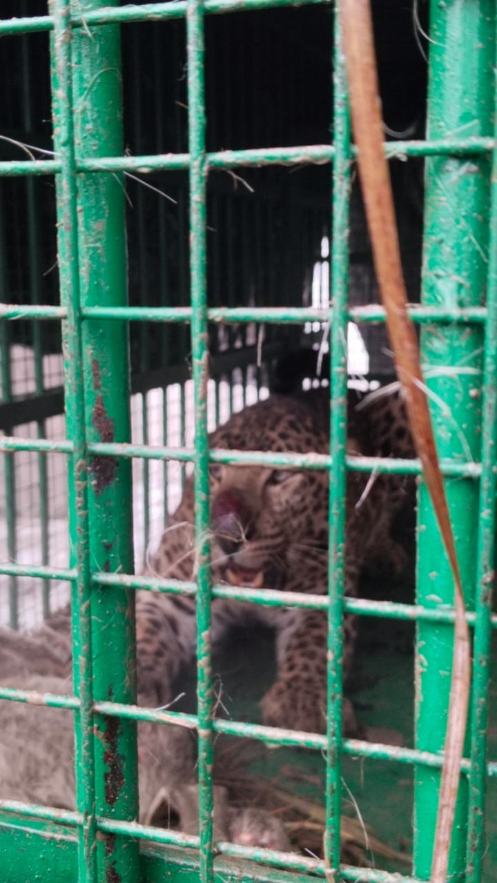 Operation Leopard successful, leopard captured in cage in Sujaikunda-Dahoura
