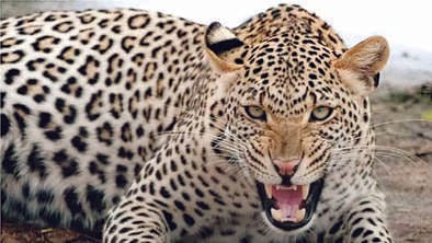 Another accused arrested from Morena for leopard poaching and trafficking of body parts; STSF takes action.