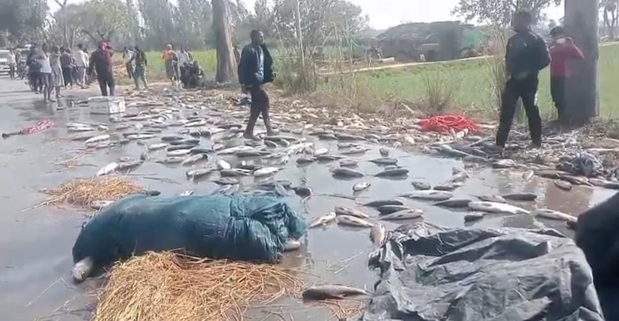 Loader loaded with fish overturned, villagers looted
