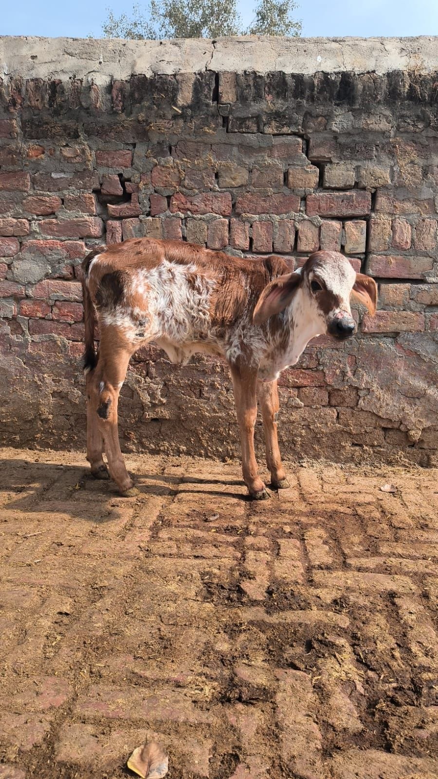 Birth of the first Gir breed calf, giving a new direction to the conservation of indigenous cattle in Bhiwani