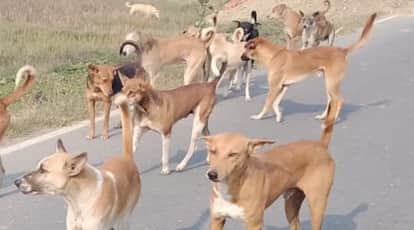 Indore News 13000 dog bite cases in first three months of 2026 as sterilization fails