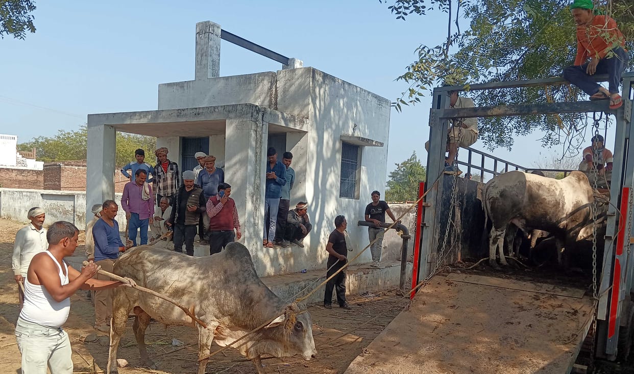 Cattle locked in Narhauli water tank premises being sent to cow shelter