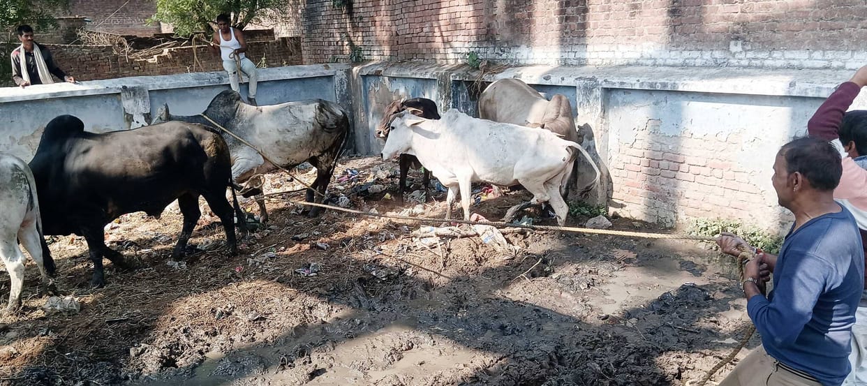 Cattle sent to cowshed for second day also