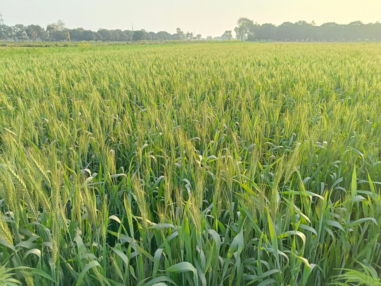 The increase in temperature is not favorable for the early wheat crop.