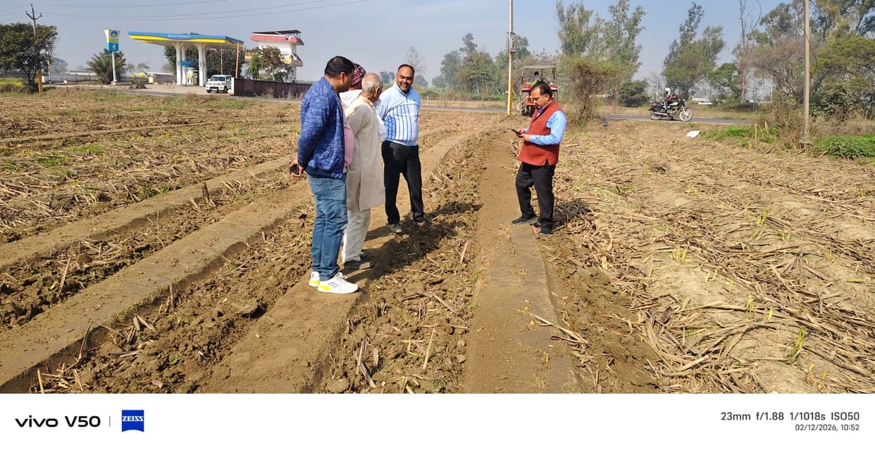 Spring sugarcane sowing