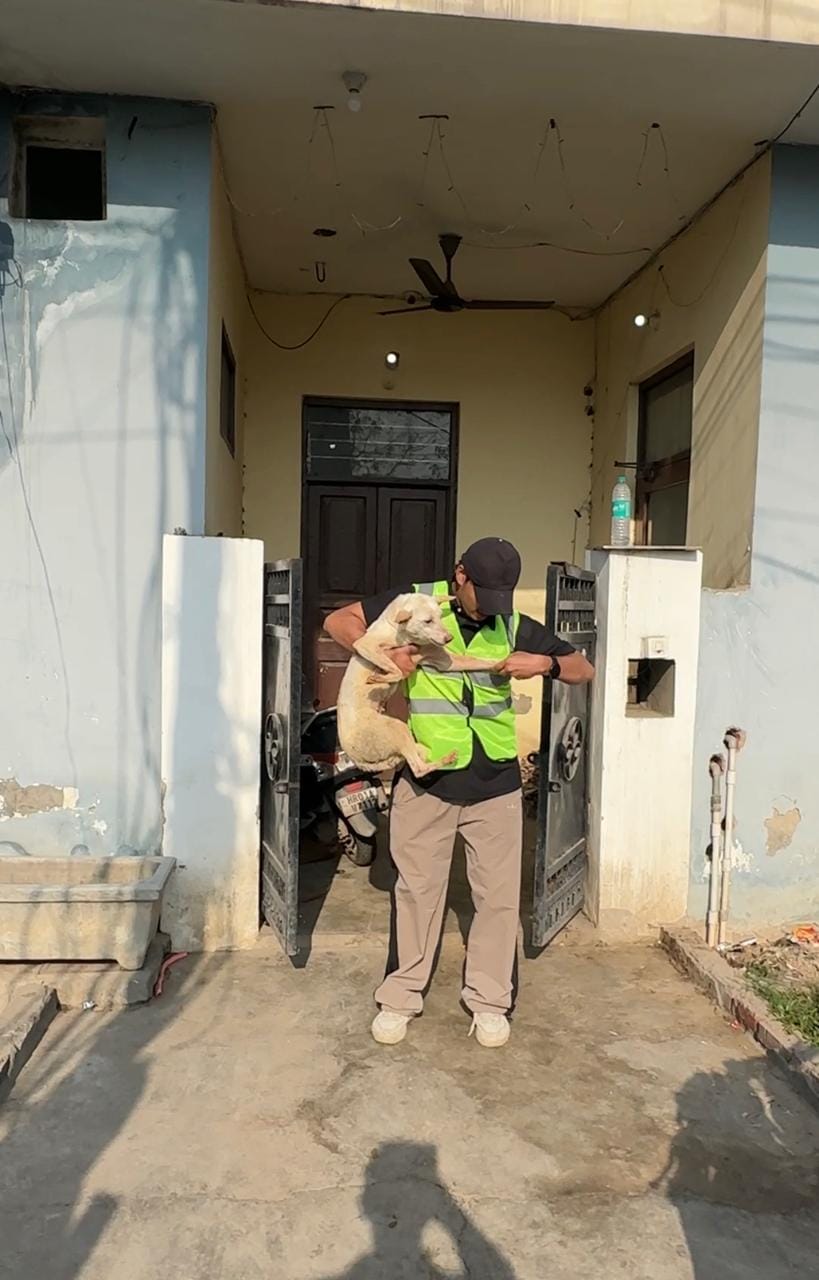 32 stray dogs find shelter at Mohali-based charity