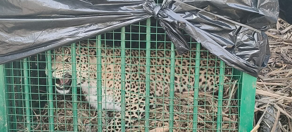 Leopard, synonymous with terror in Naurangabad area, imprisoned in a cage