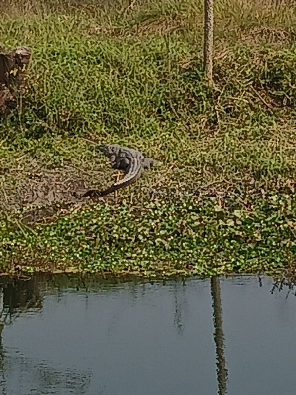 Crocodile seen sunbathing on the banks of Sukhni Siphon