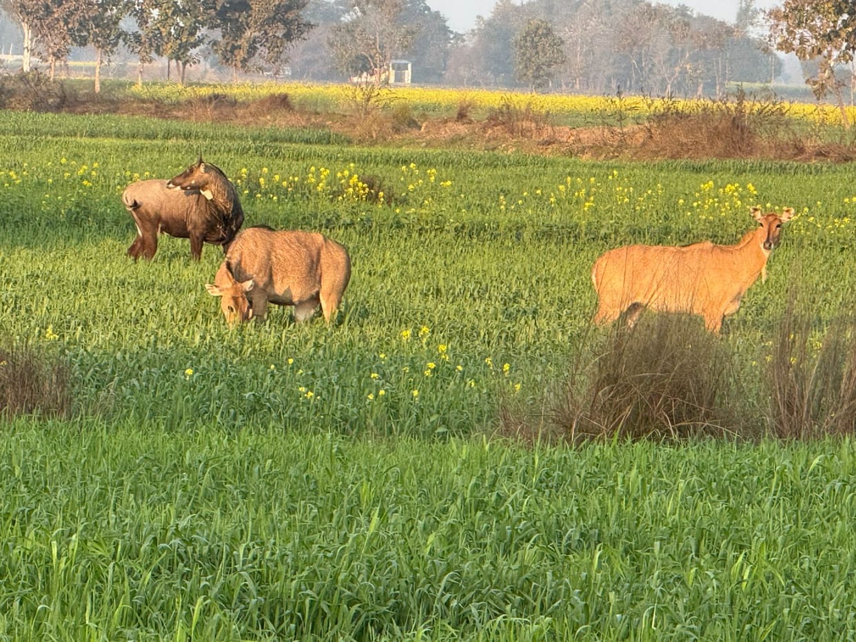 Nilgai trampling crops, farmers worried