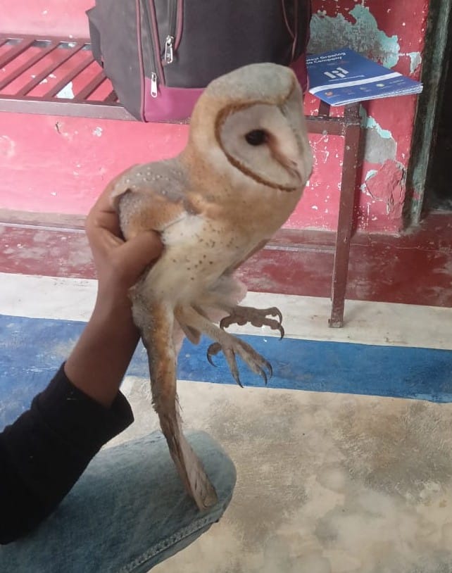 A rare owl from the foggy region arrived at the school
