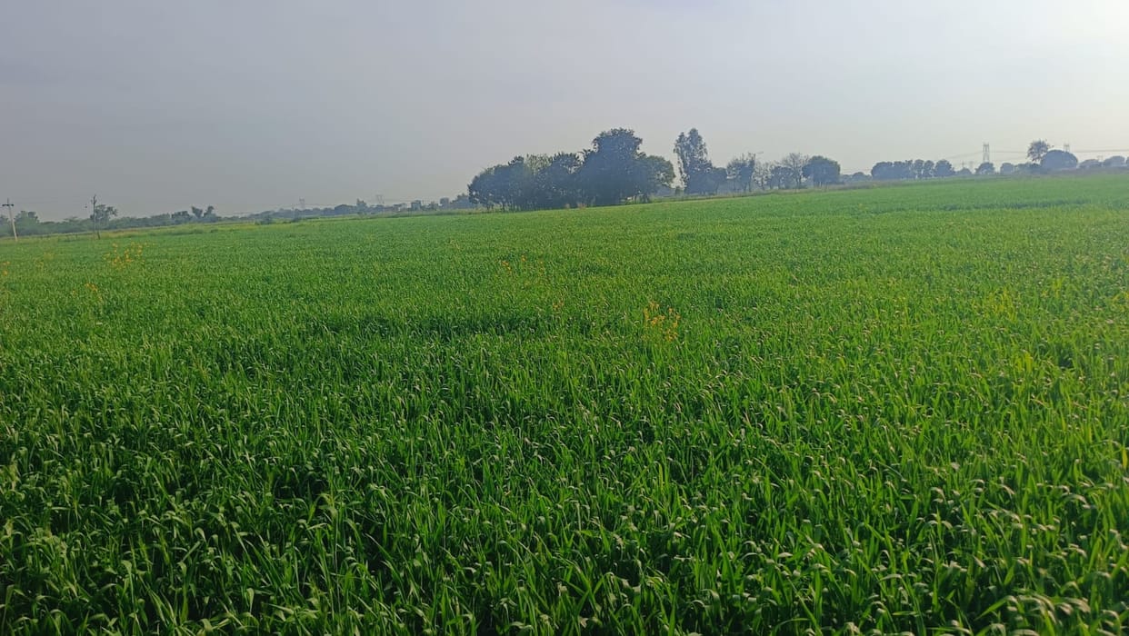 Rabi crops at risk due to heat in February