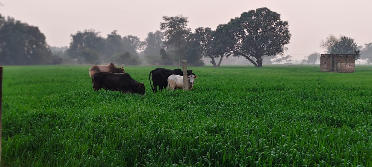 Stray cattle destroyed 25 bighas of crops in Salhupur.