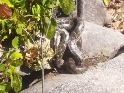 The sighting of two giant pythons in the forest is a good sign for biodiversity in Jashpur