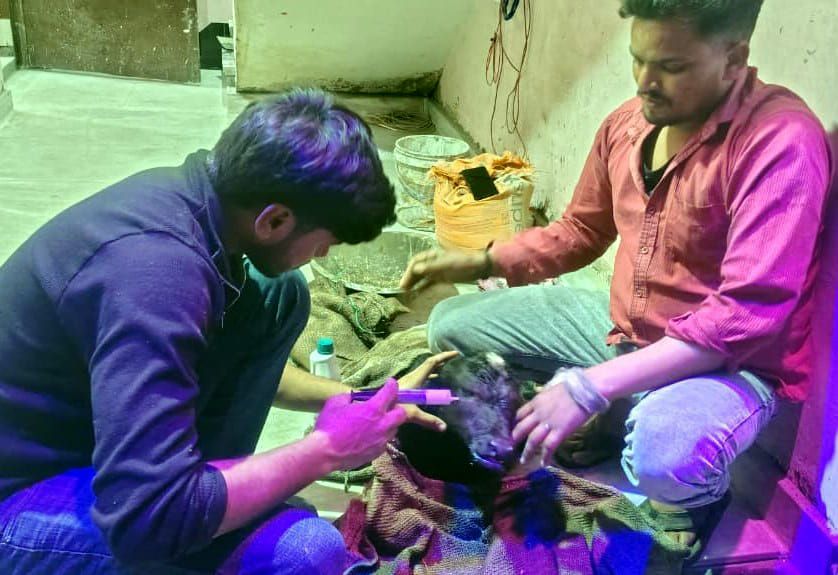 Team Shivaay ensures safe delivery of a cow