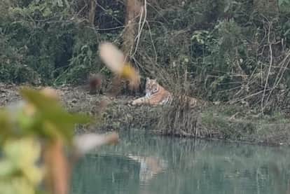 Tourists boating were thrilled to see a tiger.