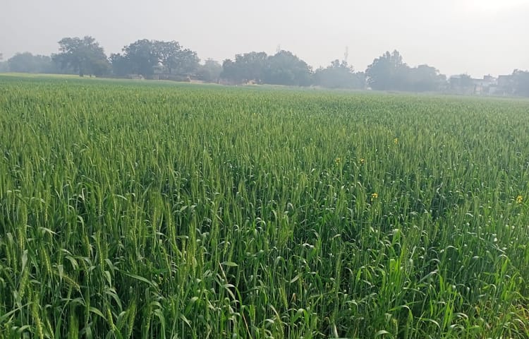 Bhadohi News: दोपहर में तापमान 28 डिग्री, रात में अभी ठंड का हो रहा अहसास