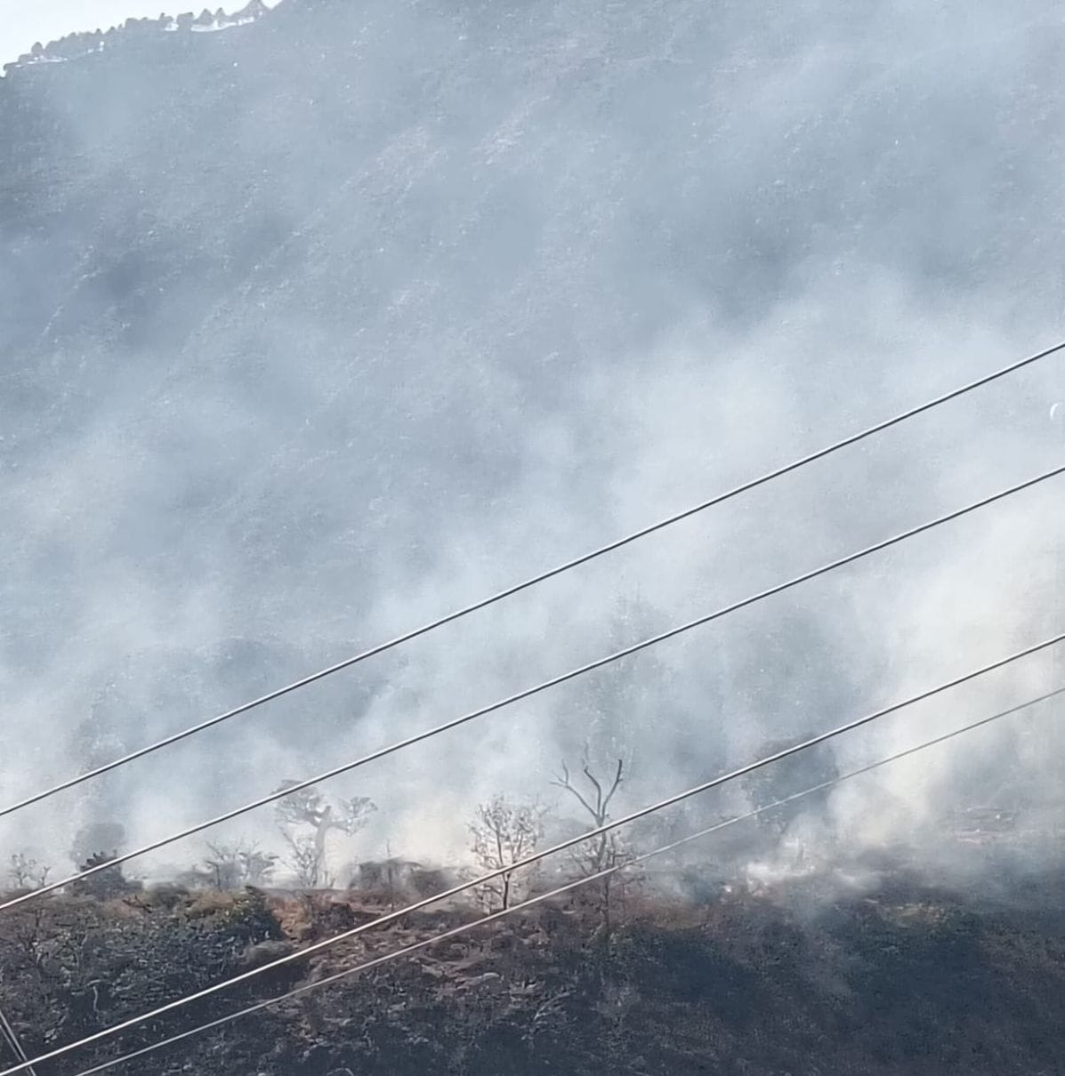 Forest fire broke out in Bota, Palkani, Rechi and Tho villages