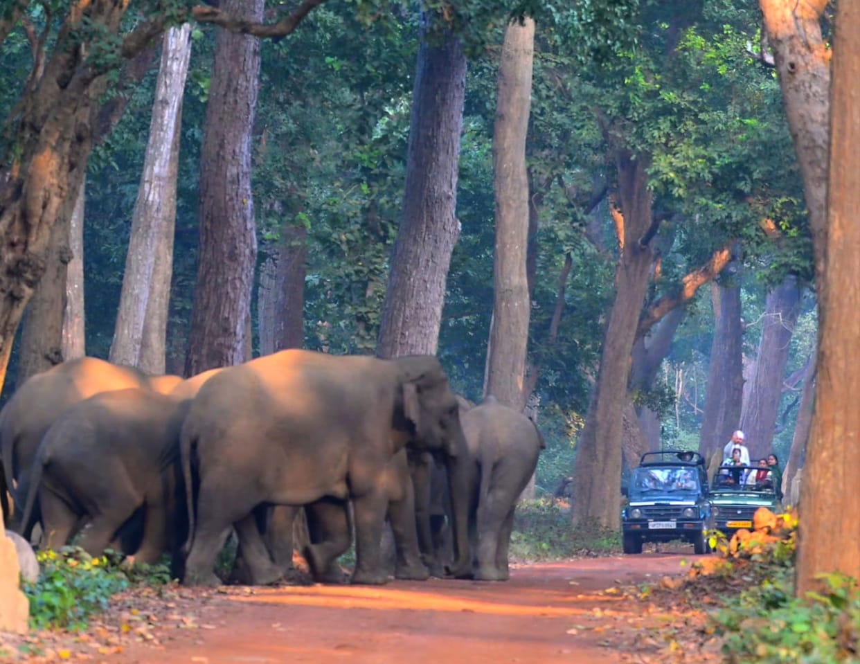 Tourists were thrilled to see a herd of elephants in front of the gypsy