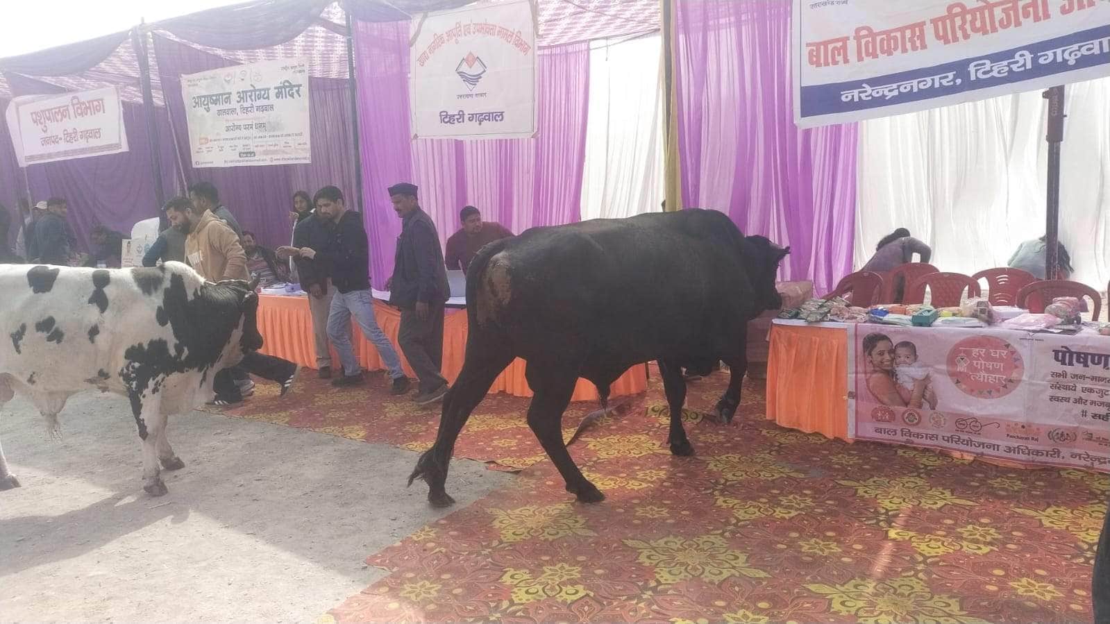 10- बहुउद्देशीय शिविर इस तरह स्टॉल में घूसते निराश्रित सांड।संवाद