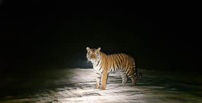 Bijnor: Along with Amangarh, tigers are also roaming in Sahuwala, 130 trap cameras will find out their number