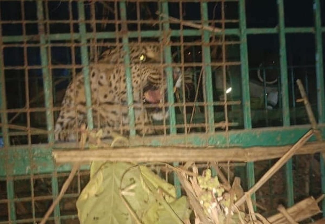 Female leopard captured in cage, released in Trans Gerua forest