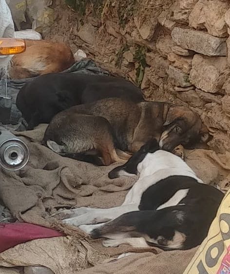 When the campaign was launched in the city, stray dogs reached villages and towns.