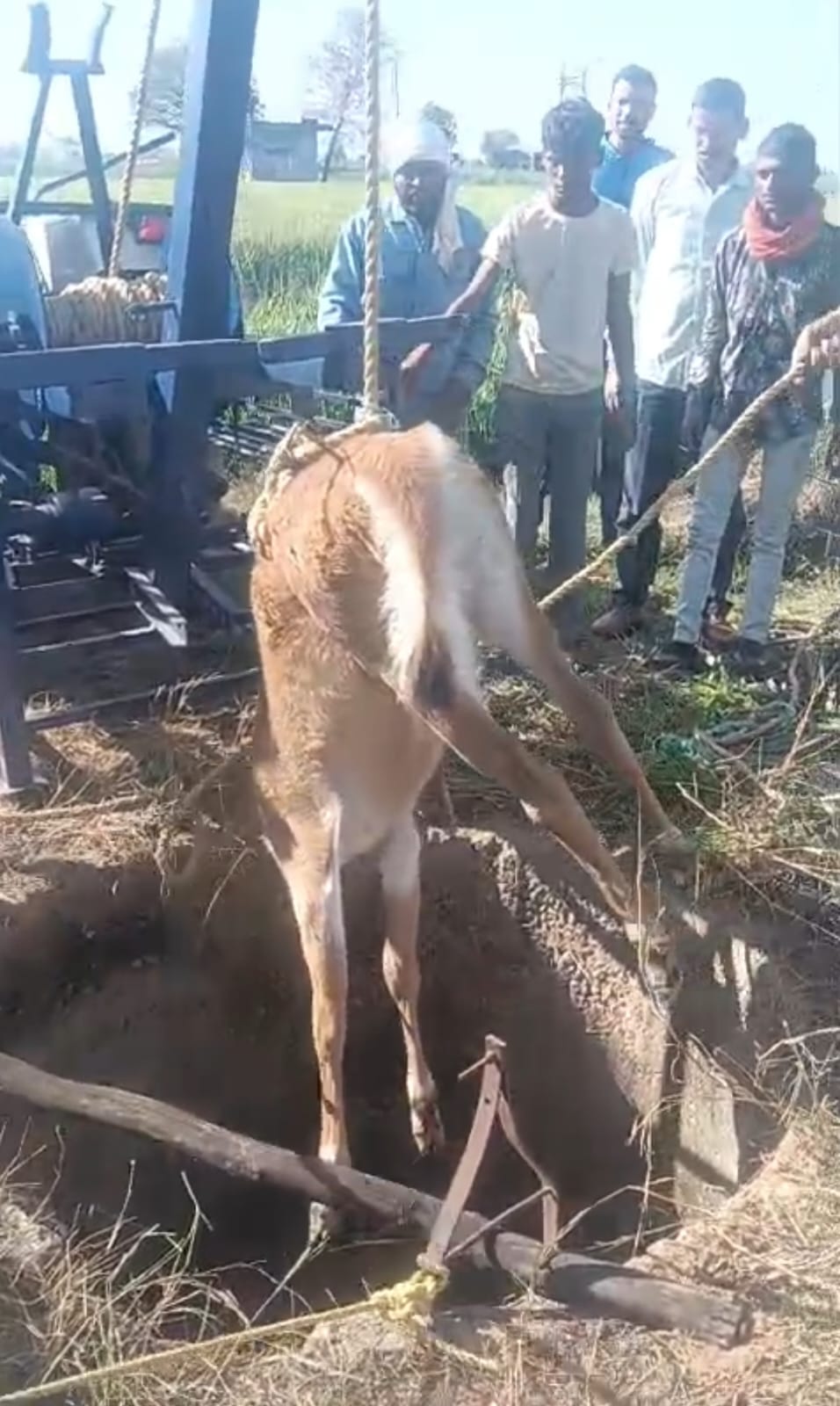 Nilgai calf rescued after falling into a well
