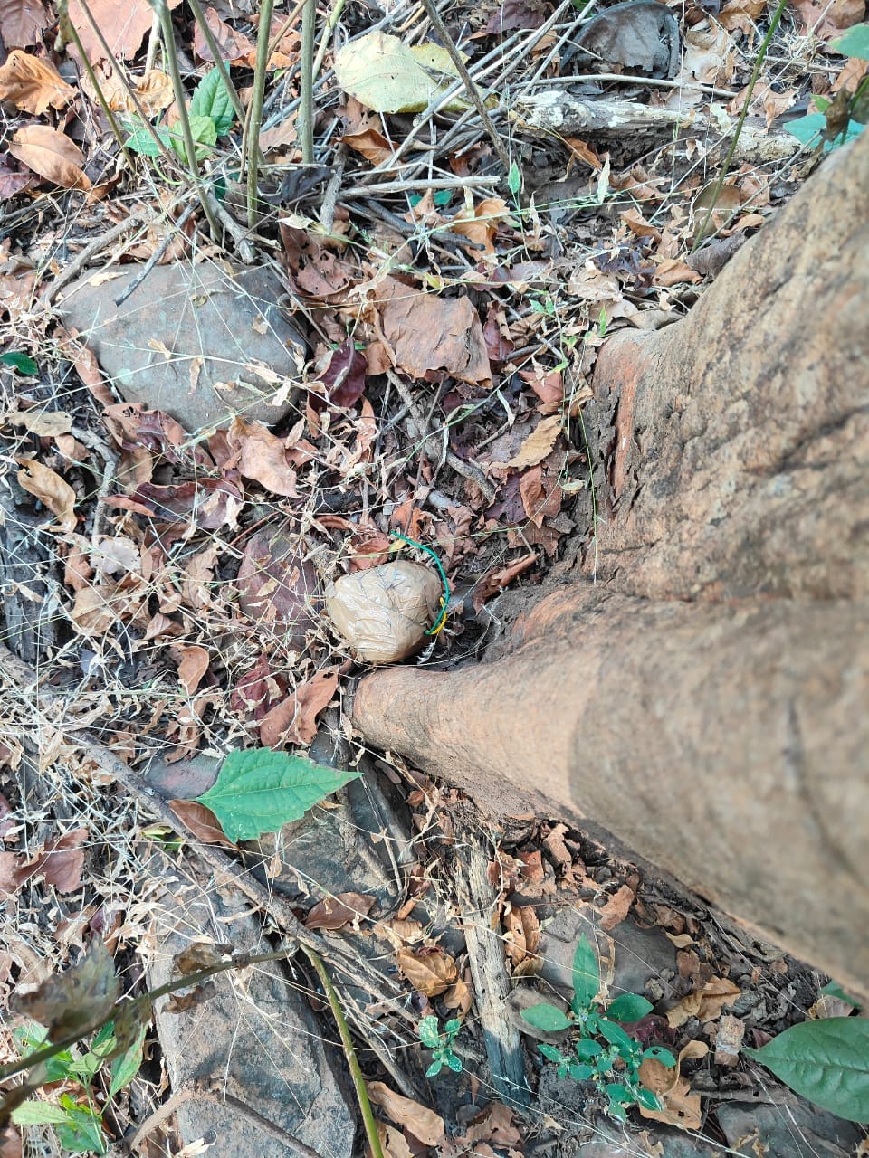 IED and explosive material of terrorists recovered danger averted in Bijapur