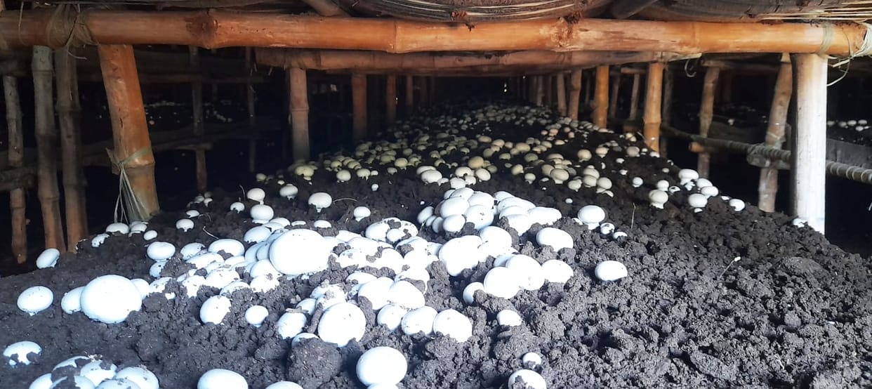 Mushroom farming made her self-reliant, provided employment to four women.