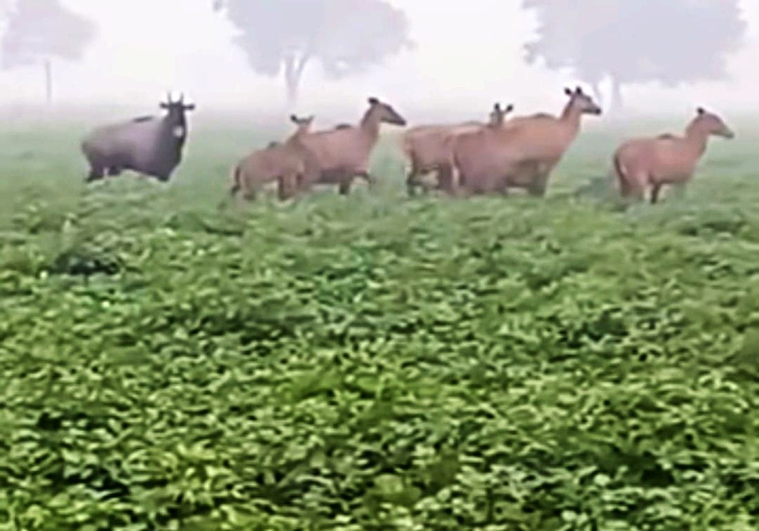 Herds of Nilgais are entering the fields and eating the crops, causing distress to Bundela farmers.