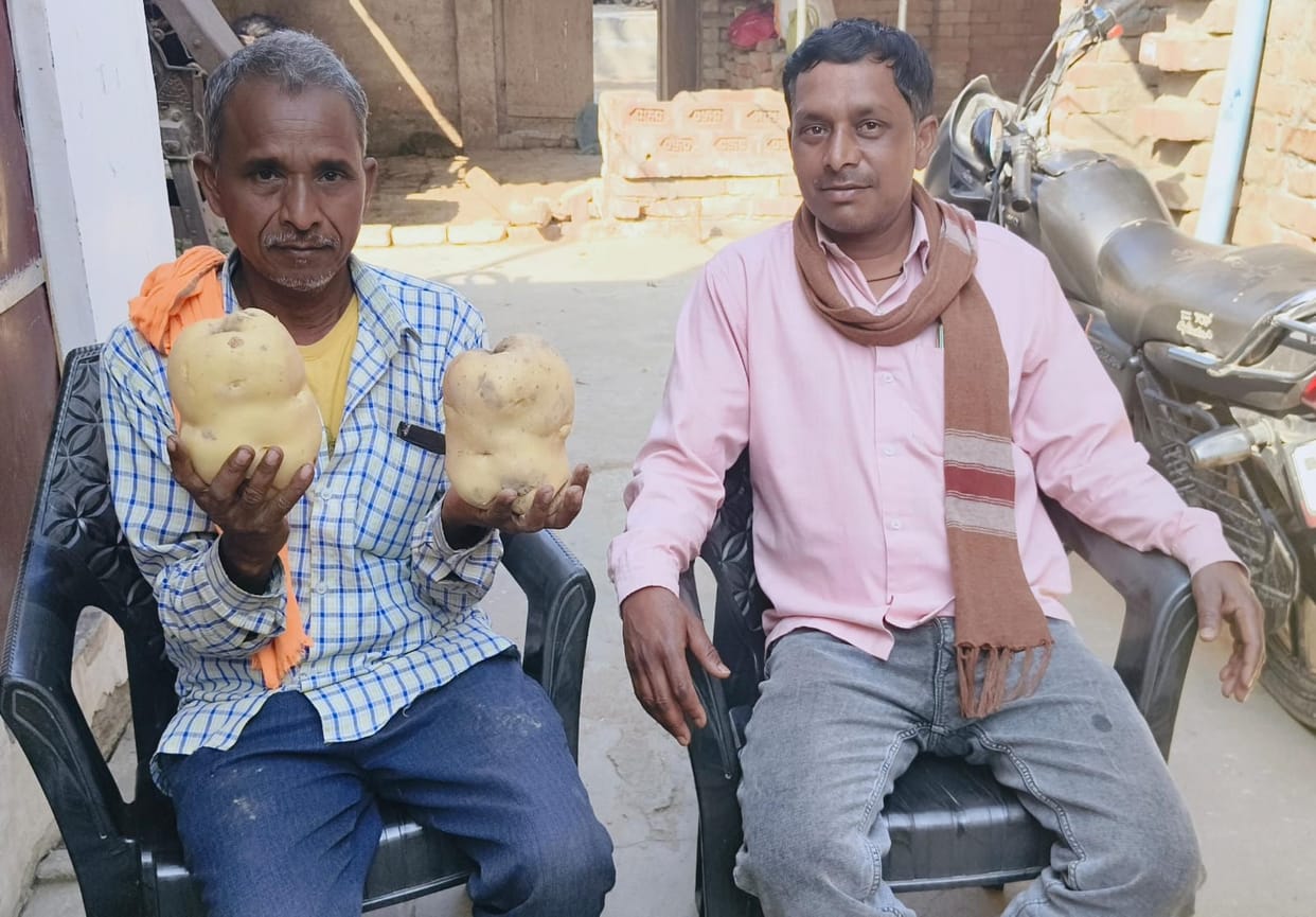 Potatoes weighing two kilos each were found in Rasidpur Tarai.