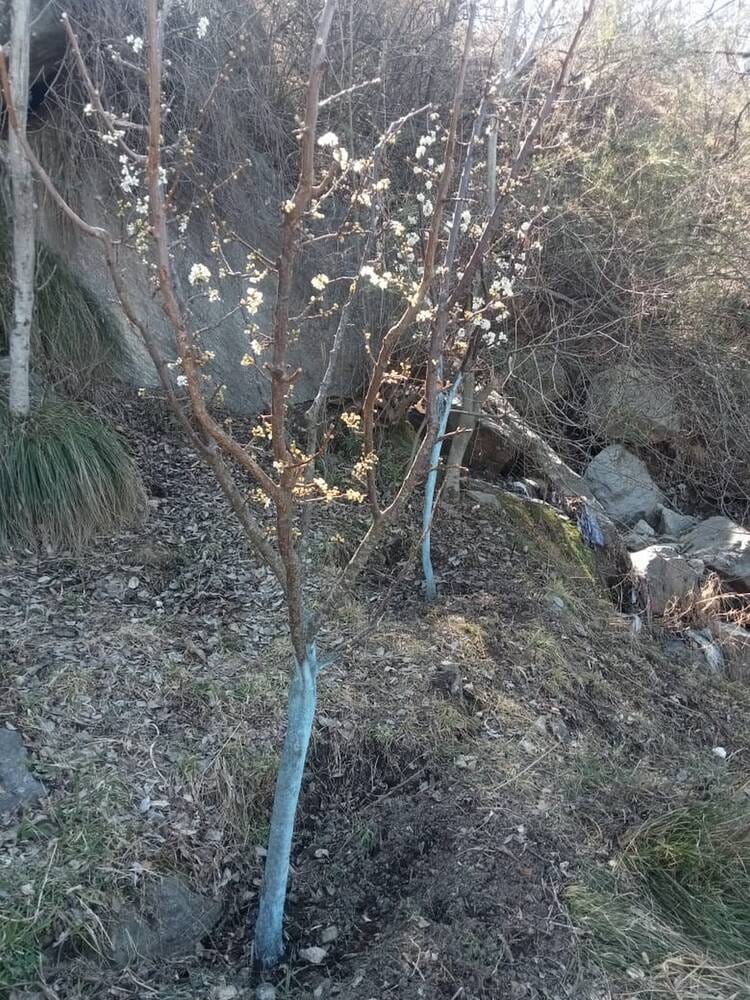 Flowers of hope bloom on stone fruits