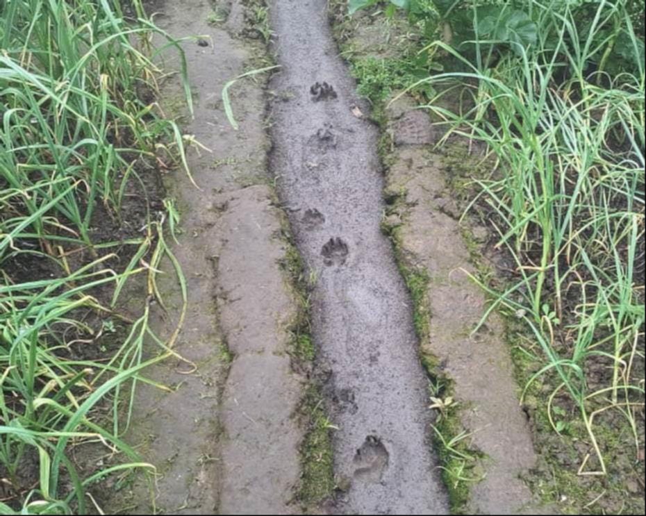 Wild animals spotted in Ramnagar, chased away by villagers