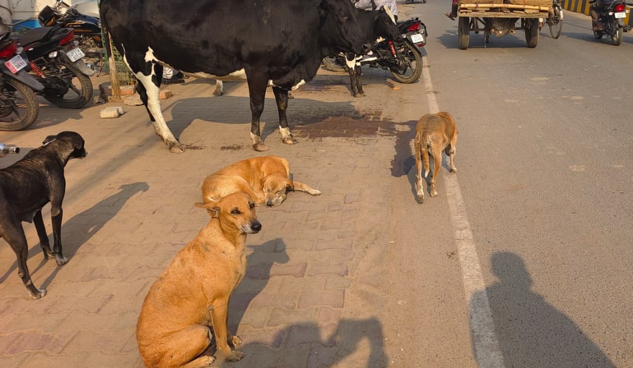 Land for shelter home still unavailable, sterilization stalled... Dogs terrorize the city