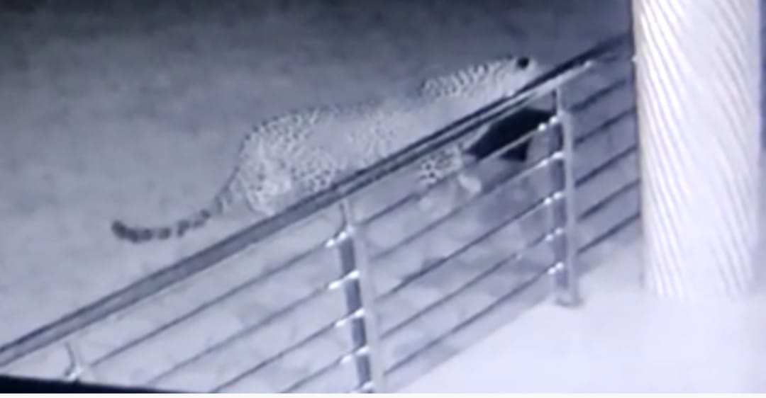 The presence of leopard has increased the concern of the villagers.