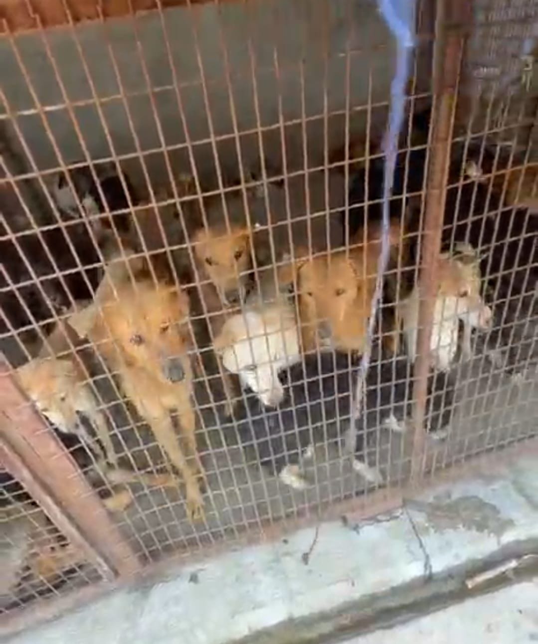 The death of 150 dogs in a month and a half has sparked outrage among animal lovers.