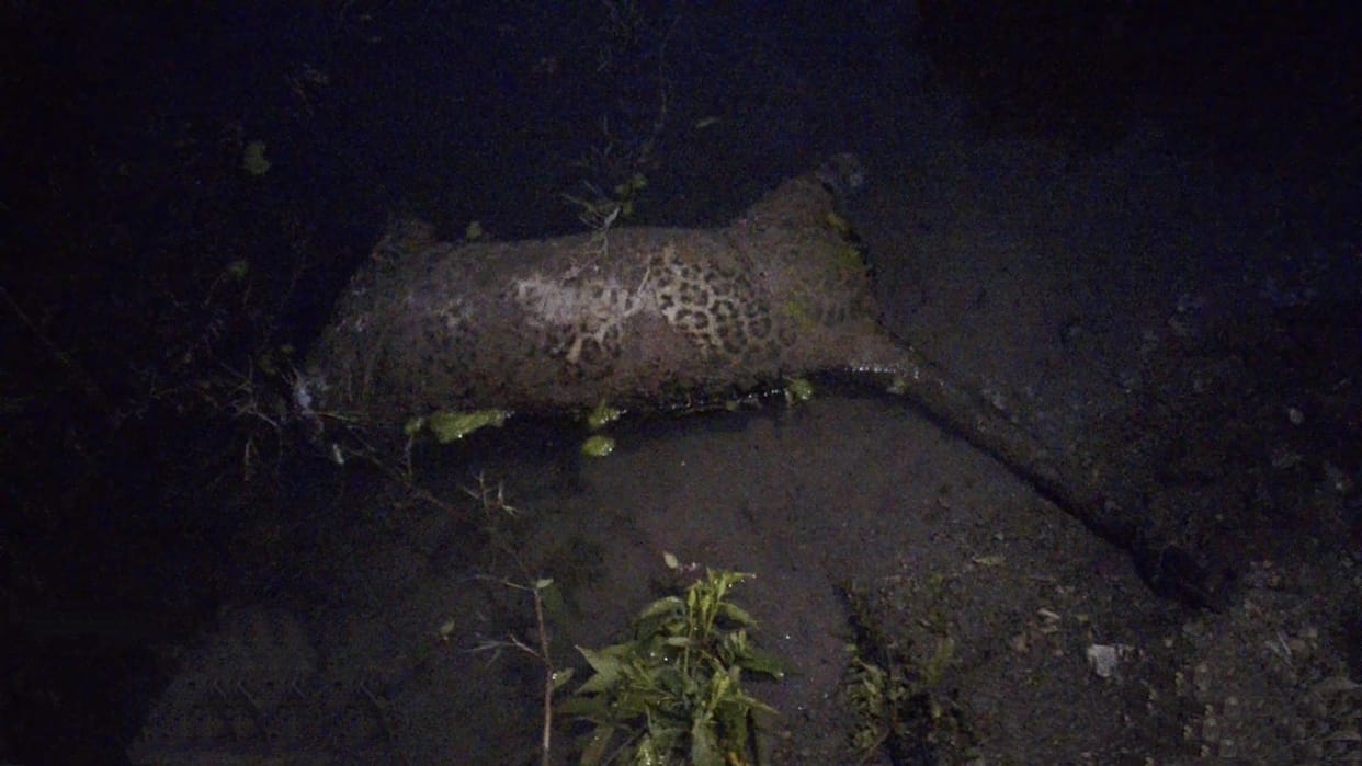 Leopard carcass found under suspicious circumstances on the banks of Ali Khadda in Barog